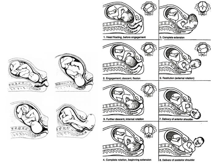the-mechanics-of-birthing | Dr Sandy Bevacqua
